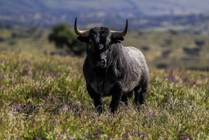 El Toro Encantado Leyendas Peruanas Botto Cayo