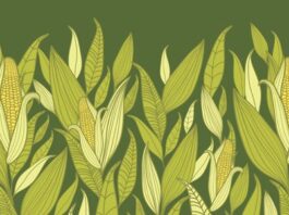 La leyenda del maíz